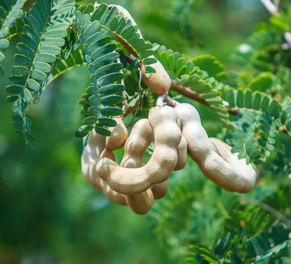 Tamarind — Stock fotografie