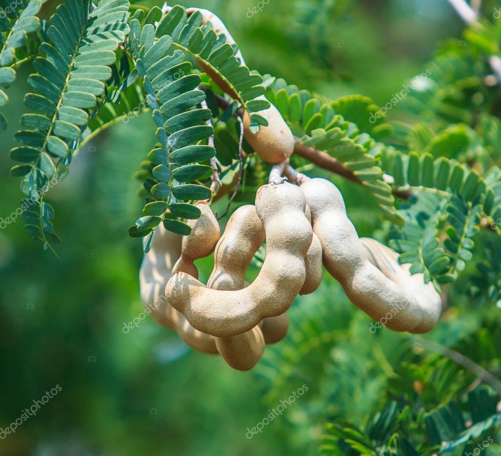 2 144 Tamarind Tree Stock Photos Images Download Tamarind Tree Pictures On Depositphotos 2 144 Tamarind Tree Stock Photos Images Download Tamarind Tree Pictures On Depositphotos