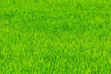 pirinç bitki alanında