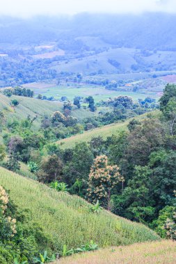 Yeşil mısır tarlası