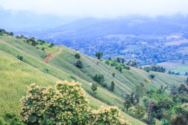 Yeşil mısır tarlası