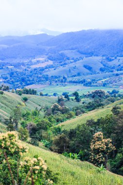 Yeşil mısır tarlası