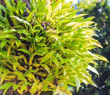 Yeşil orkide cins ağaç