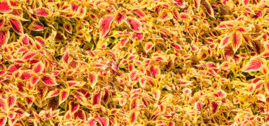 kırmızı ve sarı yapraklar