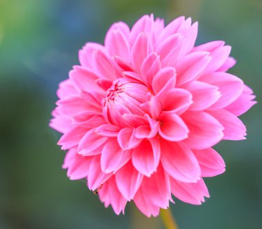 Dahlia Pembe çiçek
