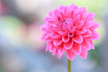 Dahlia Pembe çiçek