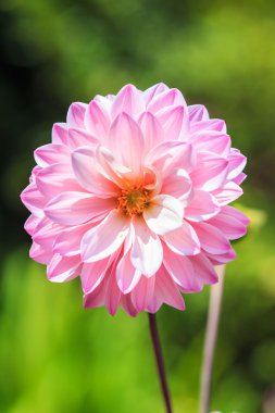 Dahlia Pembe çiçek