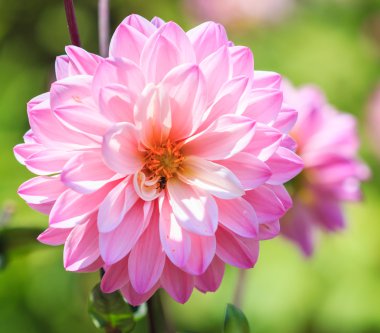 Dahlia Pembe çiçek