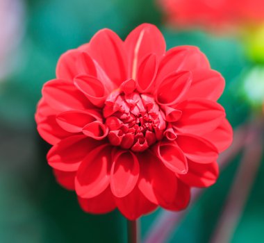 Dahlia kırmızı çiçek