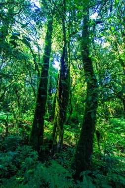 Büyük ağaçlar ilkel orman