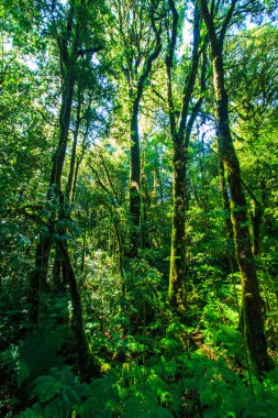 Büyük ağaçlar ilkel orman
