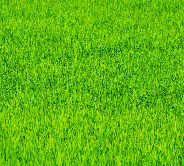 Rijst plant op het veld — Stockfoto