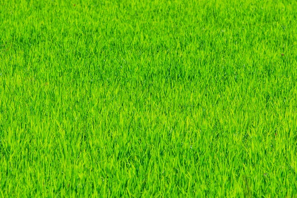 Rice plant on the field — Stock Photo, Image