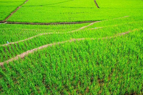 水稻植株上的字段 — 图库照片