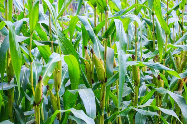 Corn field — Stock Photo, Image