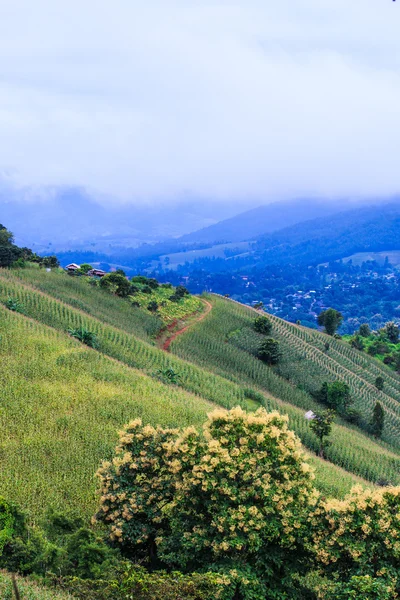 Green corn field — Stock Photo, Image