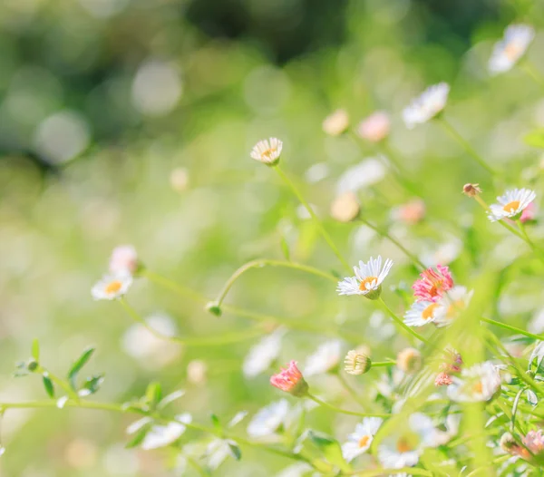 Champ des marguerites — Photo