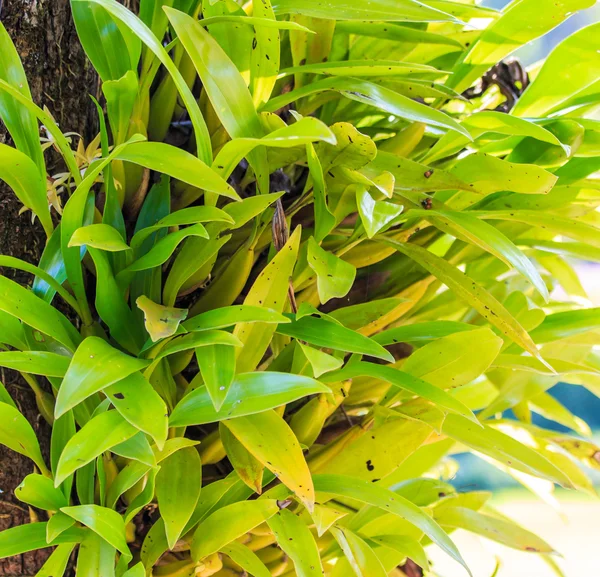 Green orchid on tree — Stock Photo, Image