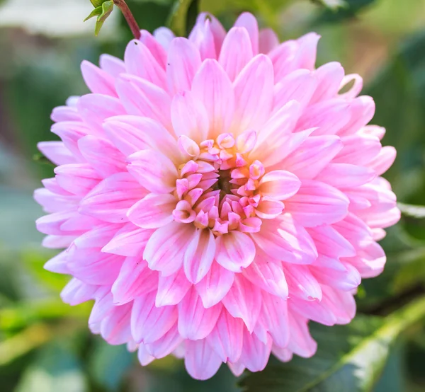 Dahlia flor rosa — Fotografia de Stock