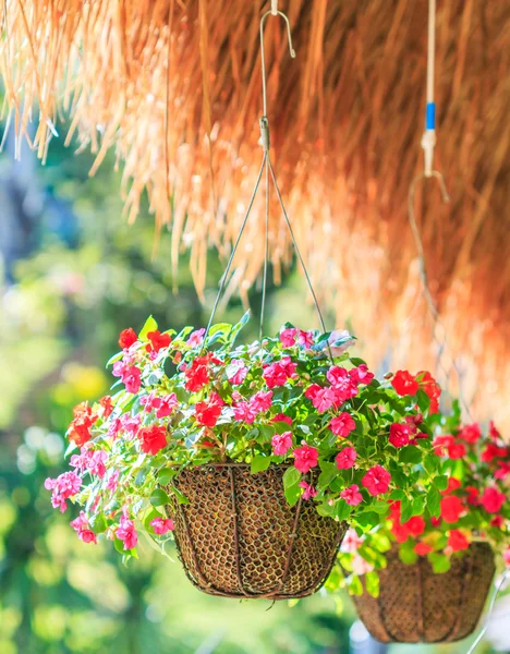 Petunias — Stock Photo, Image