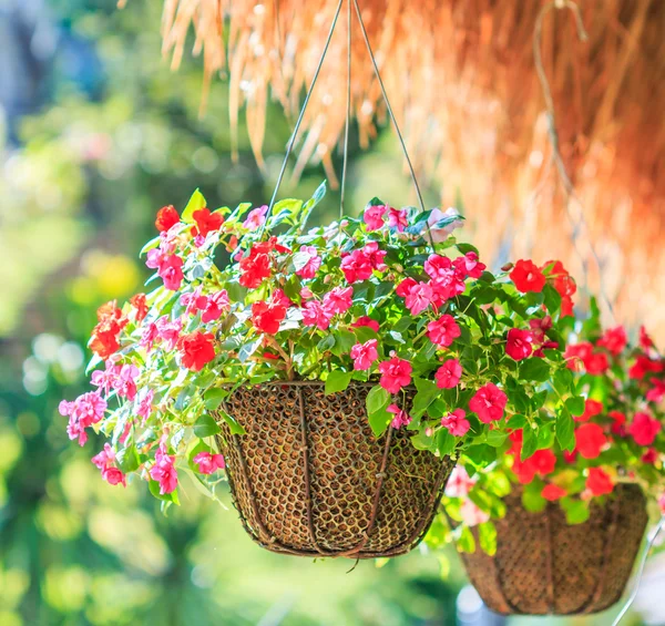 Petunias — Foto de Stock