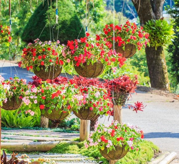 Petunias — Stock Photo, Image