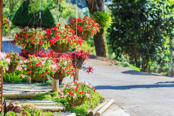 Petunias — Stock Photo, Image