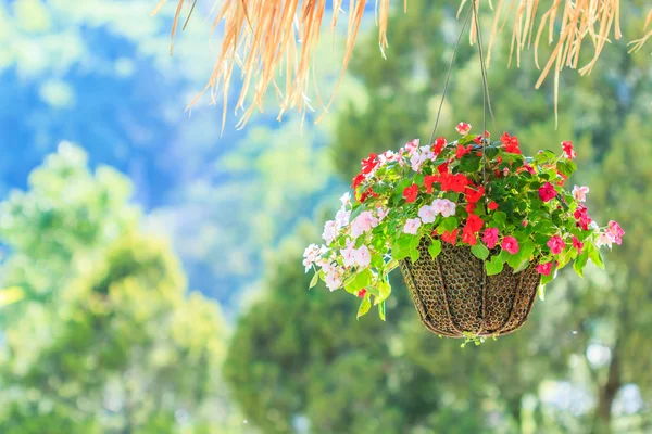 Petunias — Stock Photo, Image