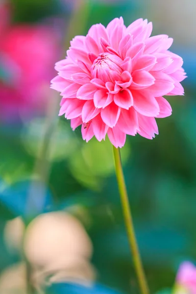 Dahlia roze bloem — Stockfoto