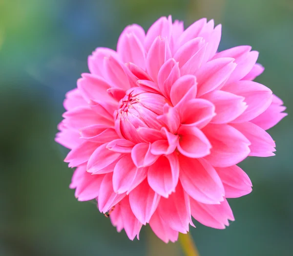 Dahlia Pembe çiçek — Stok fotoğraf