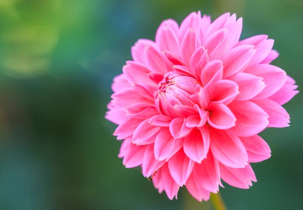 Dahlia rosa blomma — Stockfoto