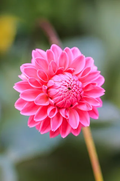 Dahlia Pembe çiçek — Stok fotoğraf