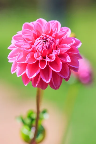 Dahlia flor rosa — Foto de Stock