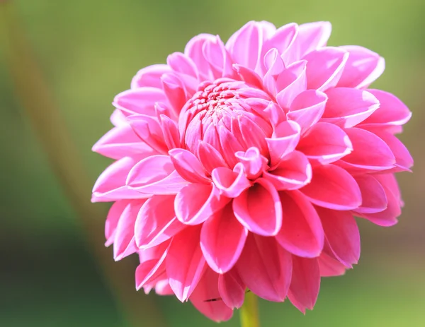 Dahlia pink flower — Stock Photo, Image