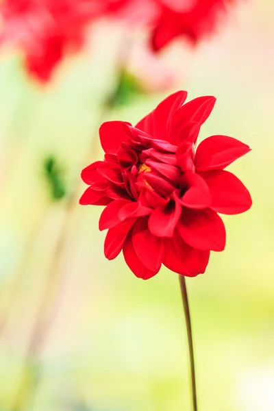 Dahlia röd blomma — Stockfoto