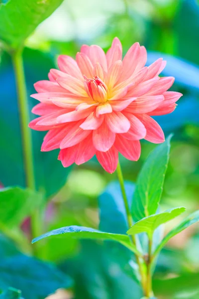 Dahlia oranje bloem — Stockfoto