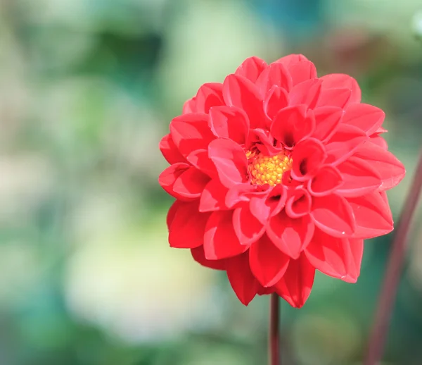 大丽花红色花 — 图库照片