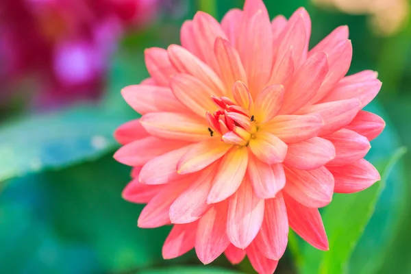 ダリアのオレンジ色の花Dahlia oranžová květina — ストック写真