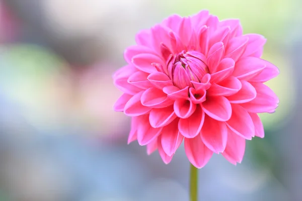 Dahlie rosa Blüte — Stockfoto