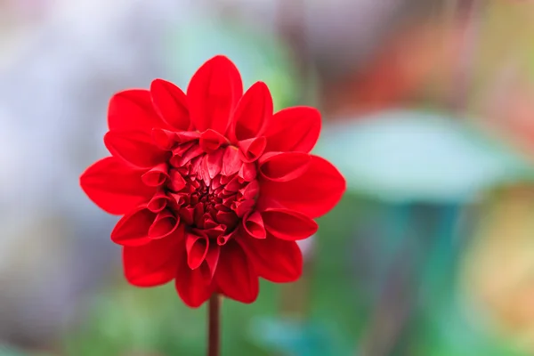 डॅलिया लाल फूल — स्टॉक फोटो, इमेज