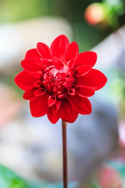 Dahlia röd blomma — Stockfoto