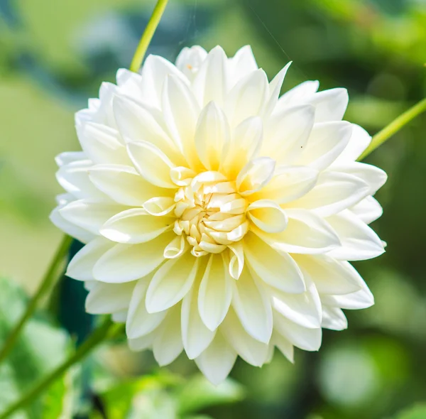 Dahlia beyaz çiçek — Stok fotoğraf