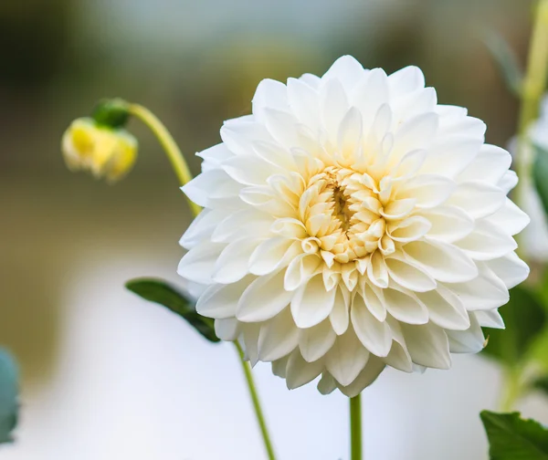 Dahlia vit blomma — Stockfoto