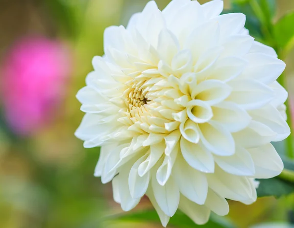 Dahlia vit blomma — Stockfoto