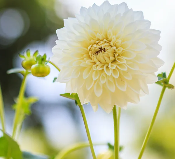 Dahlia beyaz çiçek — Stok fotoğraf