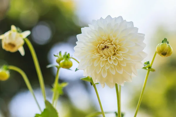 Kwiat Dalia biały — Zdjęcie stockowe