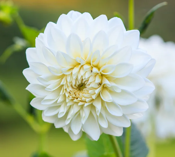 Dahlia white flower — Stock Photo, Image