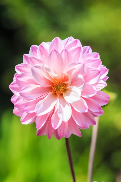 Dahlia flor rosa — Fotografia de Stock