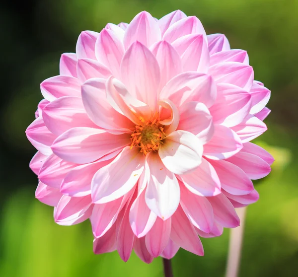 Dahlia Pembe çiçek — Stok fotoğraf