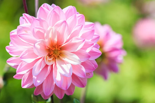 Dahlia rosa blomma — Stockfoto